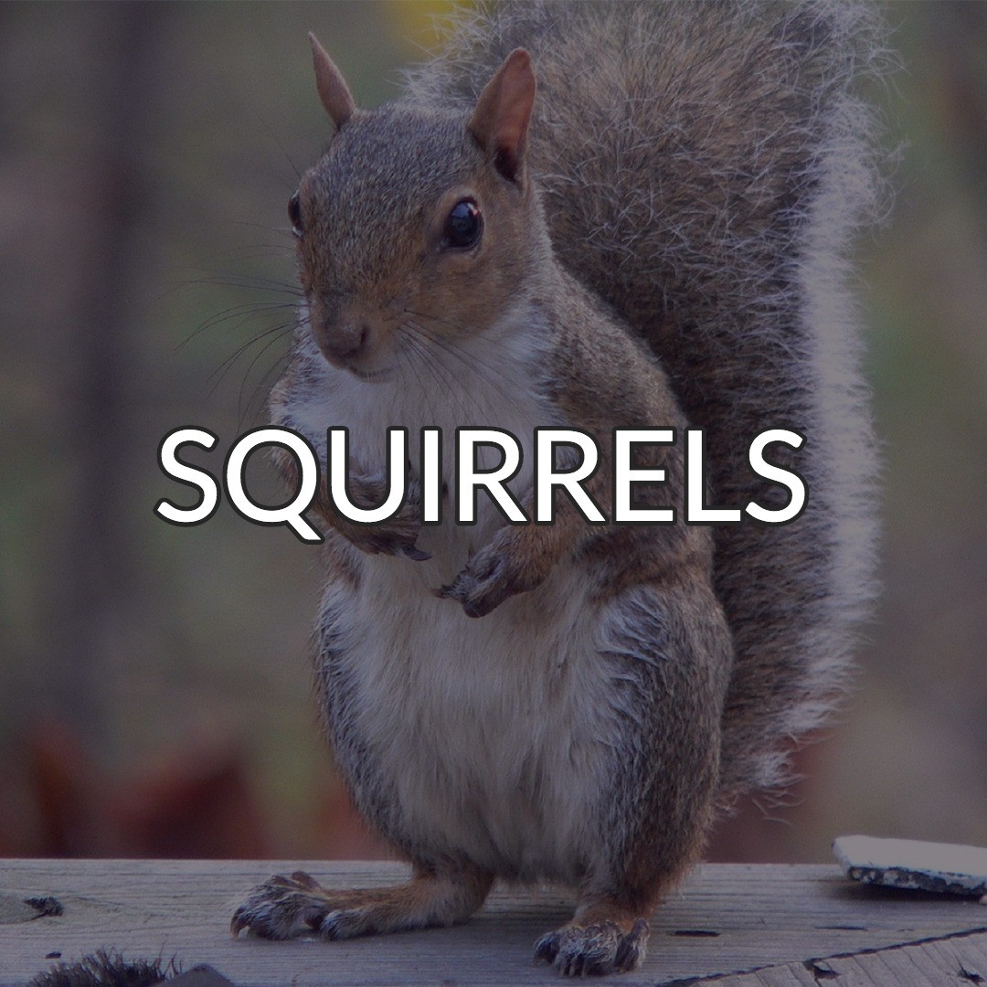 Emergency Squirrel Control Houston