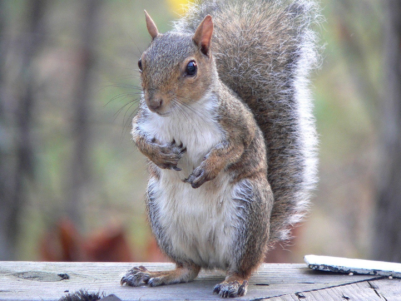 Affordable Squirrel Removal Houston