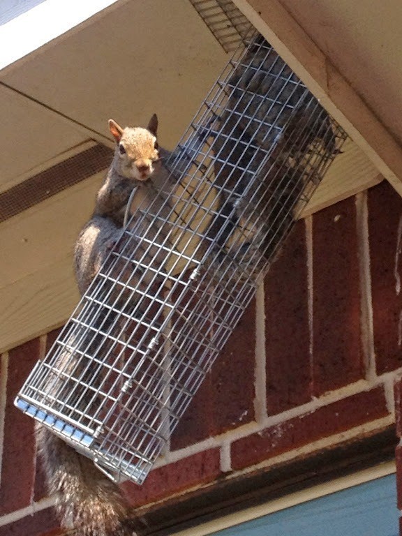 Emergency Squirrel Control Houston 